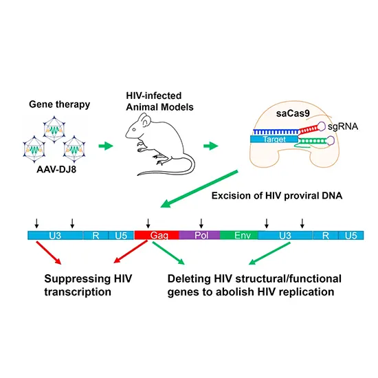 HIV-1 Proviral DNA